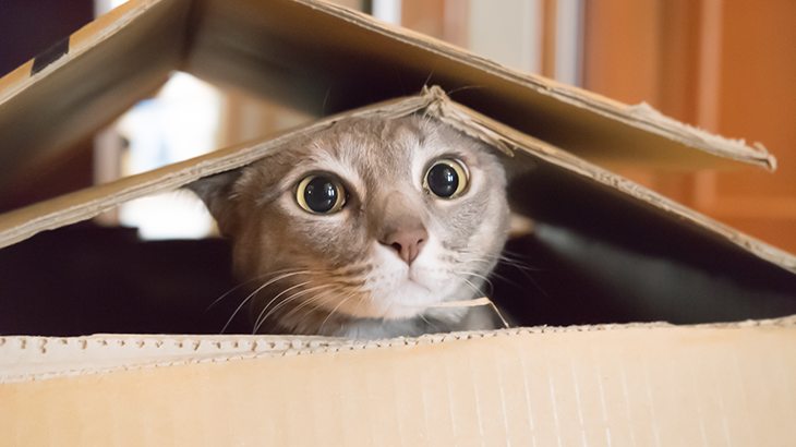 E-Mail Live Search allows deeper insight