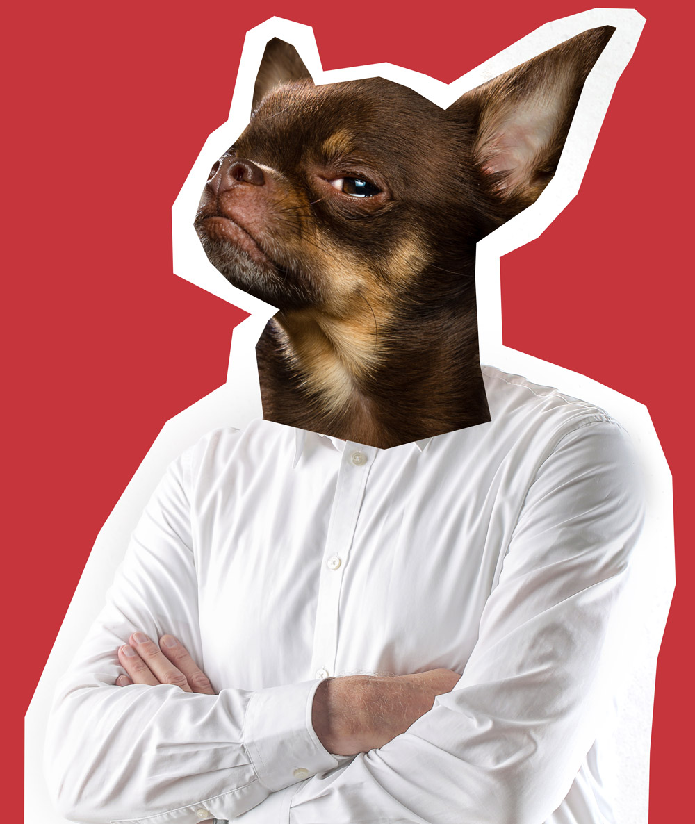 Immagine di un mezzobusto di un uomo in camicia con la testa di un chihuaha